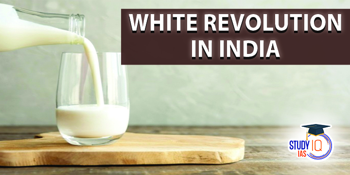 White Revolution in India