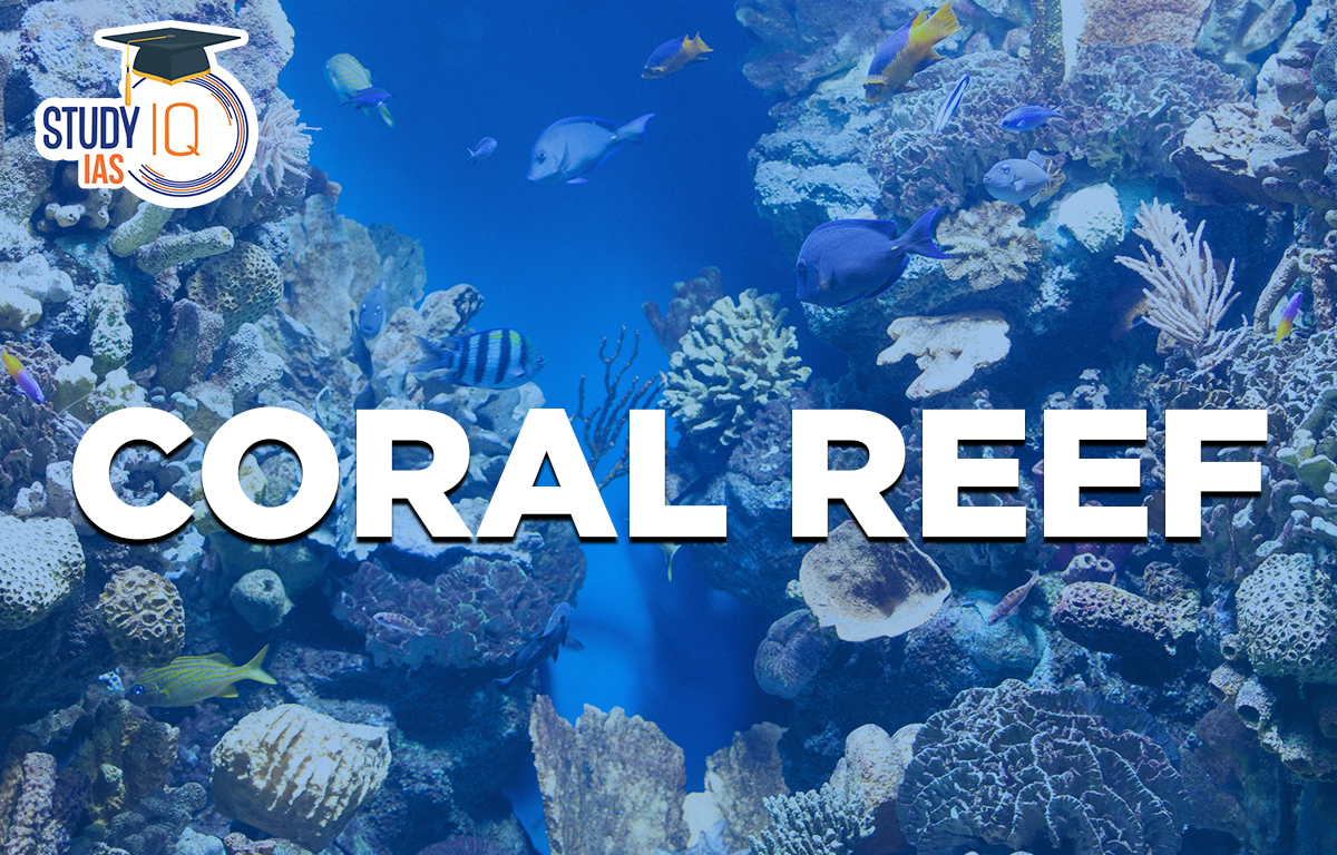 Coral Reef