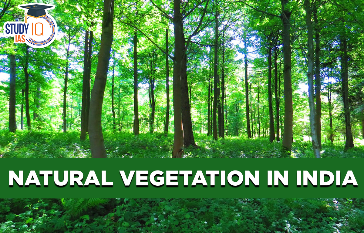 Natural Vegetation of India