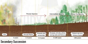 Secondary Succession