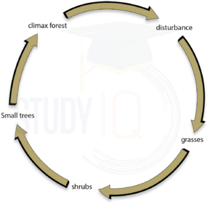 Ecological Succession in Ecosystem 