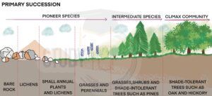 Primary Succession