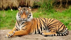 National Animal of India