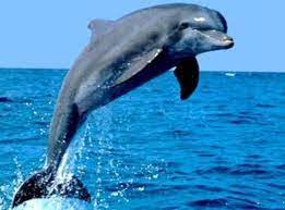 National Aquatic Animal of India