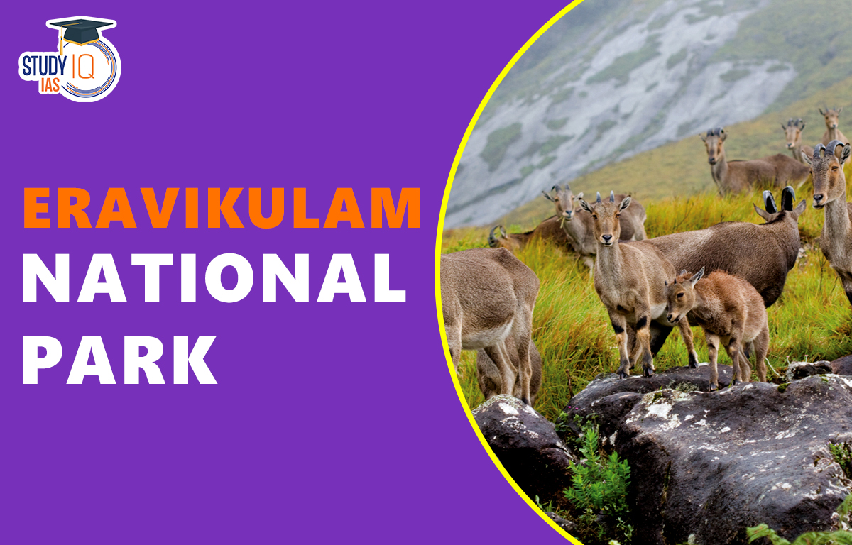 Eravikulam national park