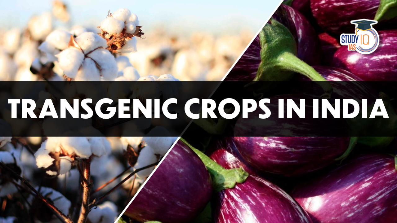 Transgenic Crops in India