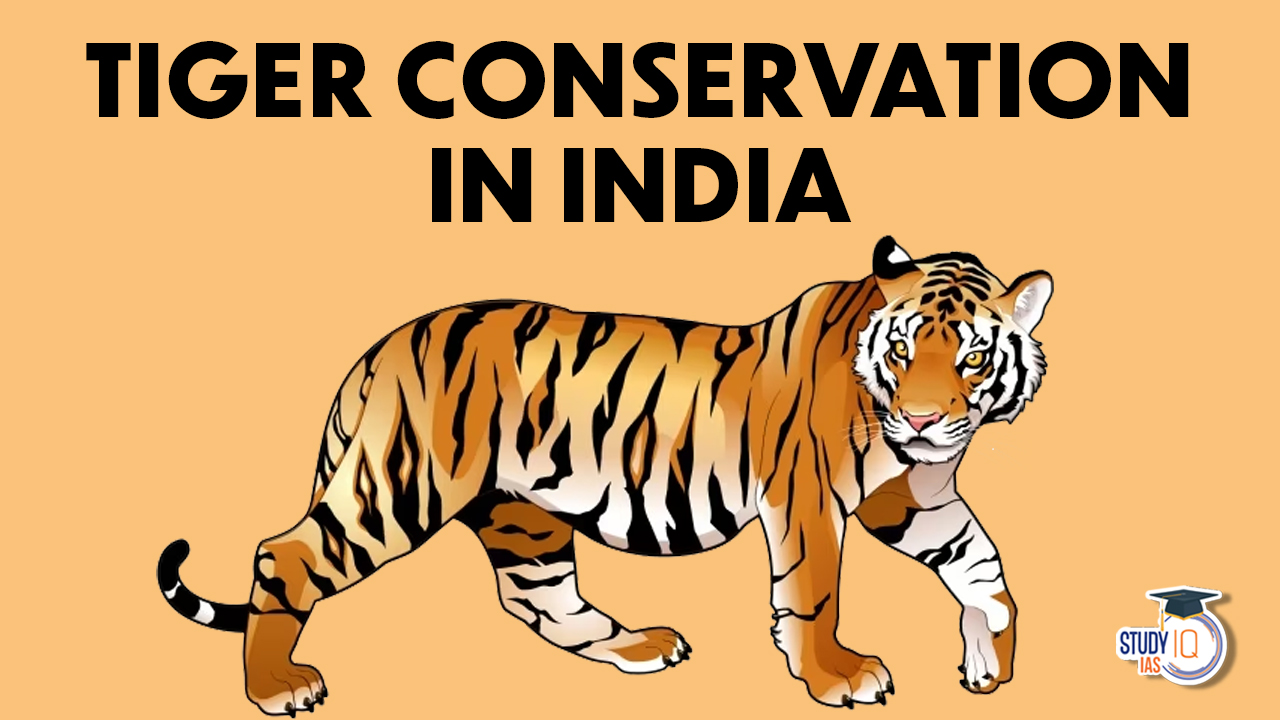 Tiger Conservation in India