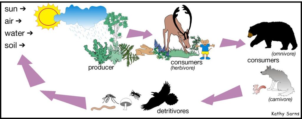 Ecosystem, Meaning, Components, Types and Functions_6.1