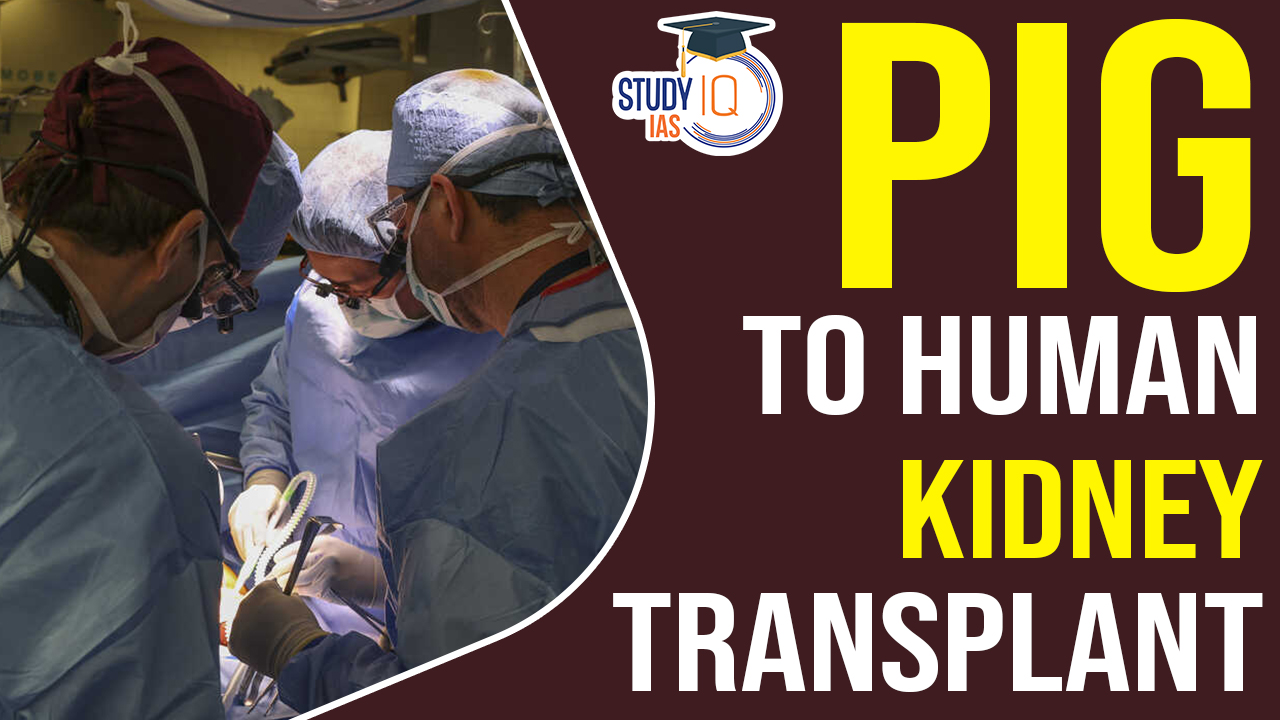 World's First Genetically Modified Pig Kidney Transplanted