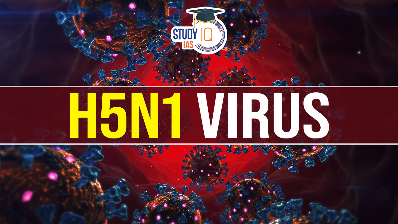 H5N1 Virus