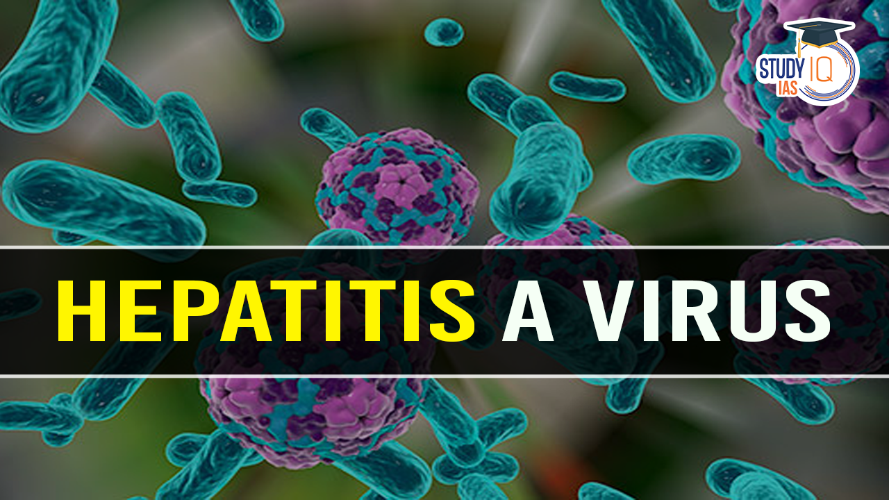 Hepatitis A Virus