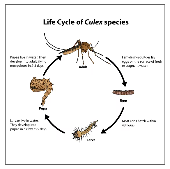 West Nile Fever, Type, Transmission, Symptoms, Treatment_4.1