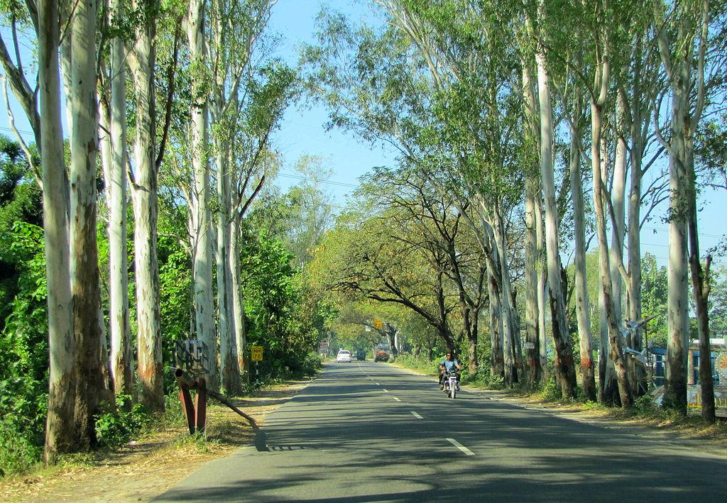 Eucalyptus Tree