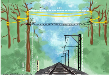 Canopy Bridges for Gibbons in Assam_4.1