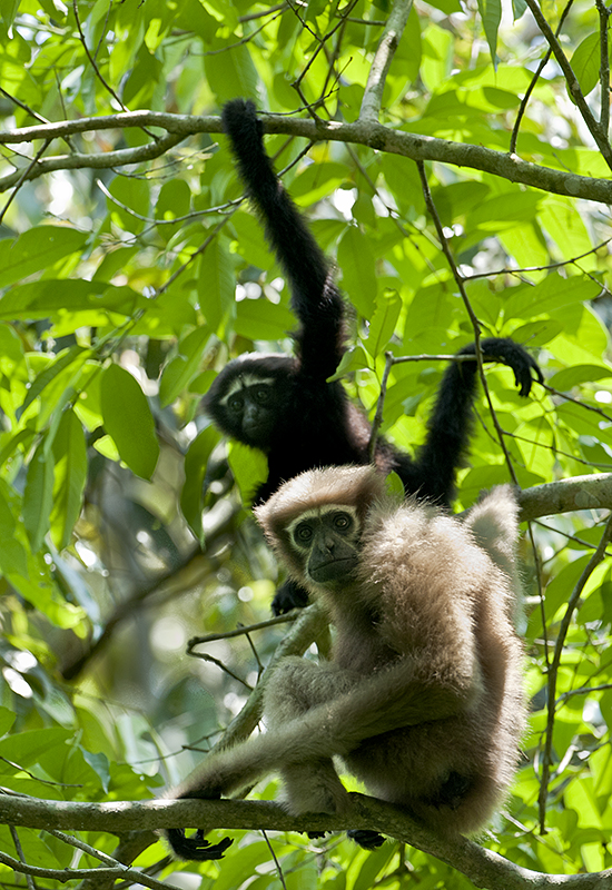 Canopy Bridges for Gibbons in Assam_5.1