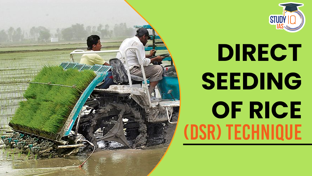 Direct Seeding of Rice (DSR) Technique, Concerns, Requirements