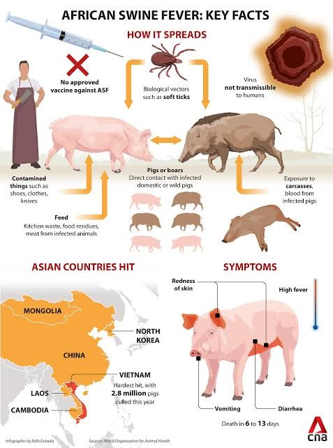 African Swine Fever, Symptoms, Transmission and Prevention_4.1