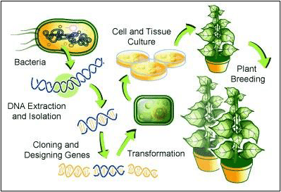 gm crops