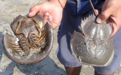 HorseShoe Crab_4.1