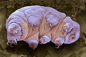 Tardigrades_4.1