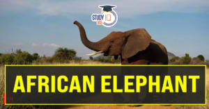 Alarming rate of decrease in African elephant count