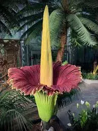 Amorphophallus Titanum_4.1