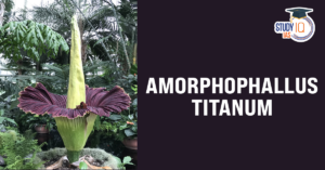 Amorphophallus Titanum (blog)