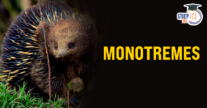 Monotremes