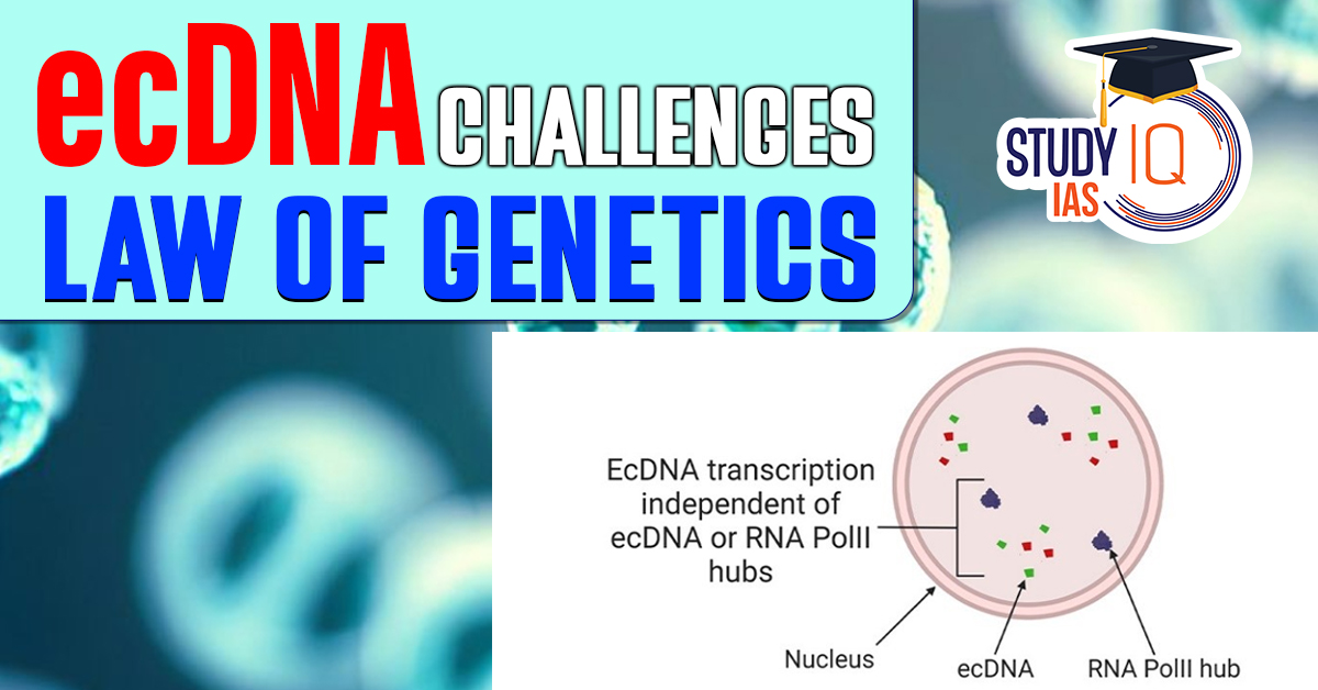 Extrachromosomal DNA (ecDNA)