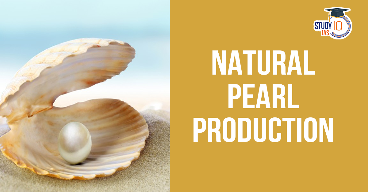 Natural Pearl Production (blog)