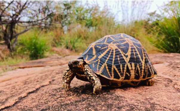 Indian Star Tortoise