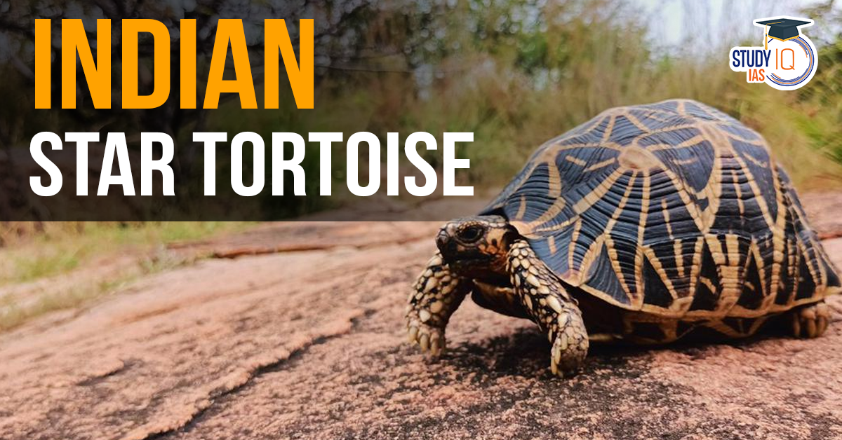 Indian Star Tortoise (blog)