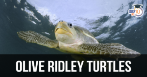 Olive Ridley Turtles (blog)