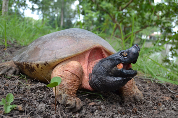 Northern river Terrapin