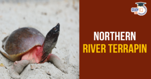 Northern river Terrapin (blog)