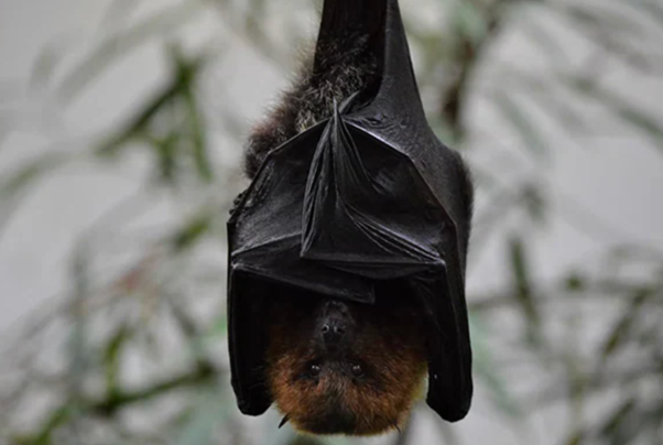 Wroughton’s free-tailed Bat