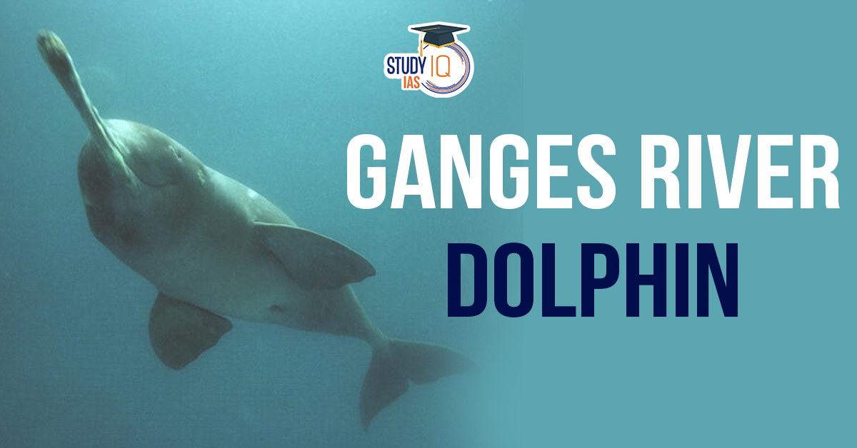 Ganges River Dolphin