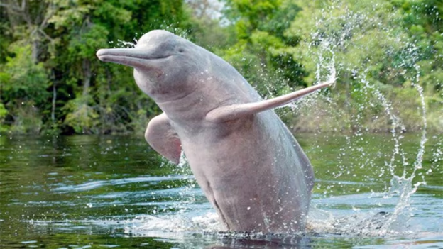 Ganges River Dolphin1