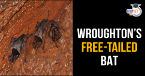 Wroughton’s free-tailed Bat (blog)