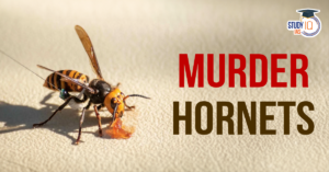 Murder Hornets (blog)