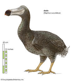 dodo