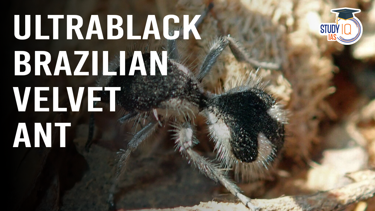 Ultrablack Brazilian Velvet Ant (blog)