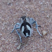 Ultrablack Brazilian Velvet Ant (blog)1