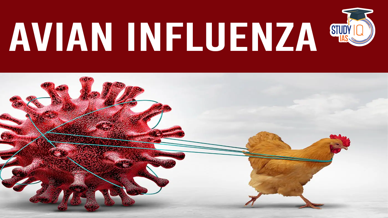 Avian Influenza