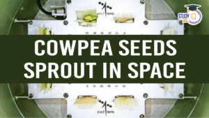 Cowpea Seeds Sprout in Space (blog)