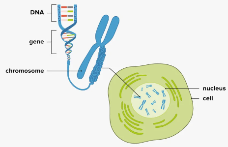 Genome Sequencing1