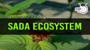 Konkan Region’s Sada Ecosystem Facing Threats