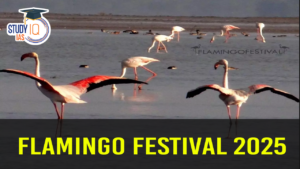 Flamingo Festival 2025, Key Highlights and Significance