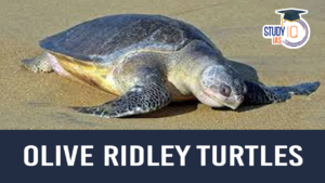 Dead Olive Ridley Turtles on Tamilnadu Beaches