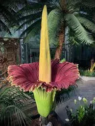 Corpse Flower 